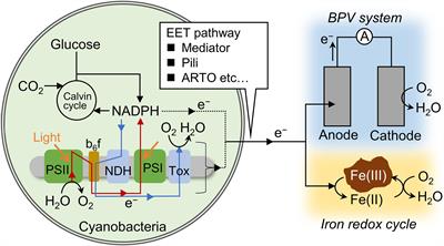 Ferrihydrite Reduction by Photosynthetic Synechocystis sp. PCC 6803 and Its Correlation With Electricity Generation